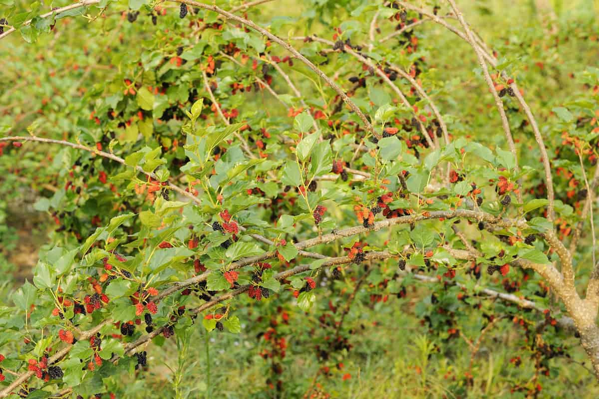 Fresh mulberry berries on tree - Fresh mulberry - mulberry tree