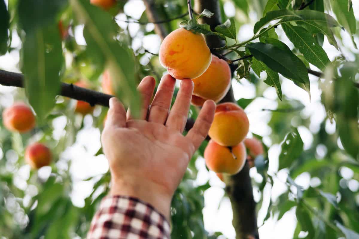 Fruit peach garden. Male picks big ripe peaches. Fruits ripen in the sun. Peach hanging on a branch in orchard. Fruit picking season. Male hand hold fresh beautiful peach fruit on sunny day