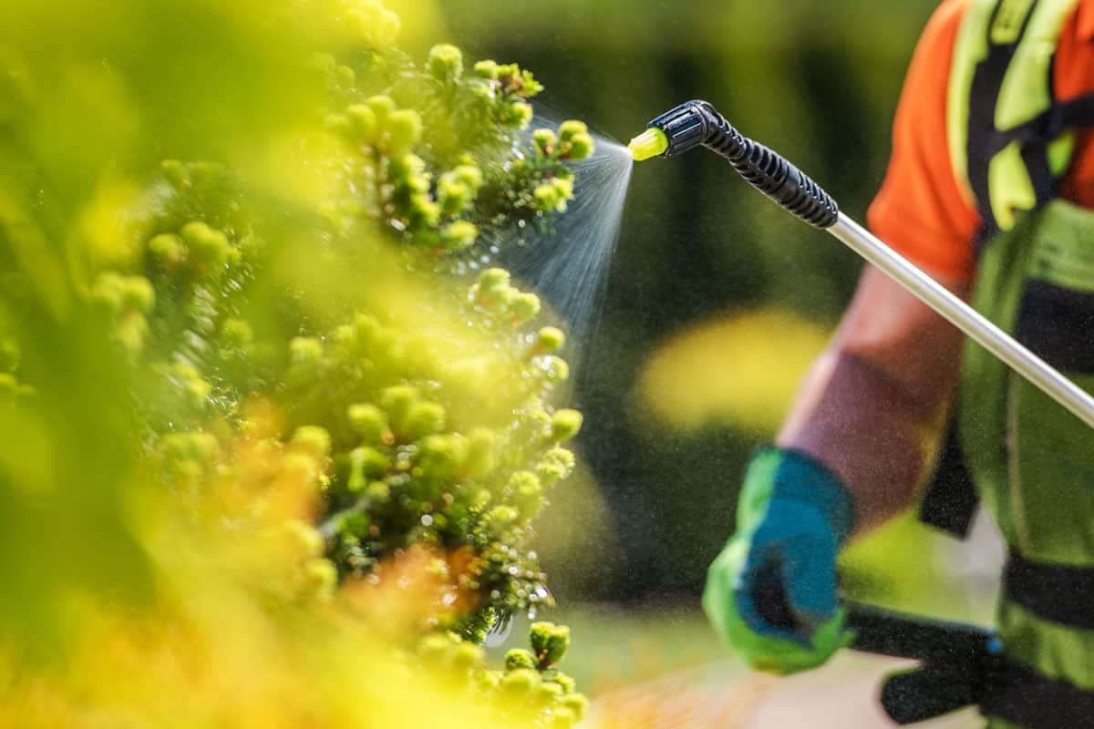 Gardener with Professional Insecticide Fertilizer Equipment. Worker Spraying Trees Close Up Photo. 