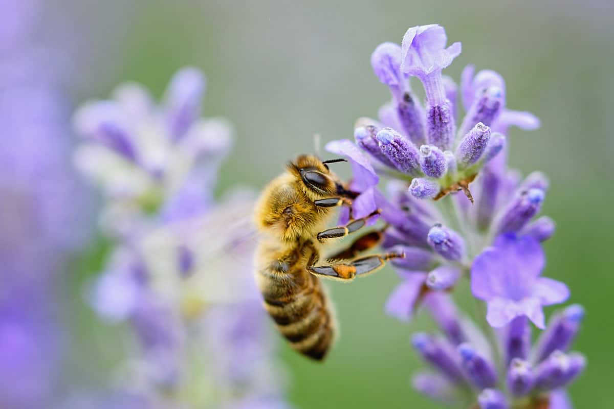 Honey bee pollinates lavender flowers.
