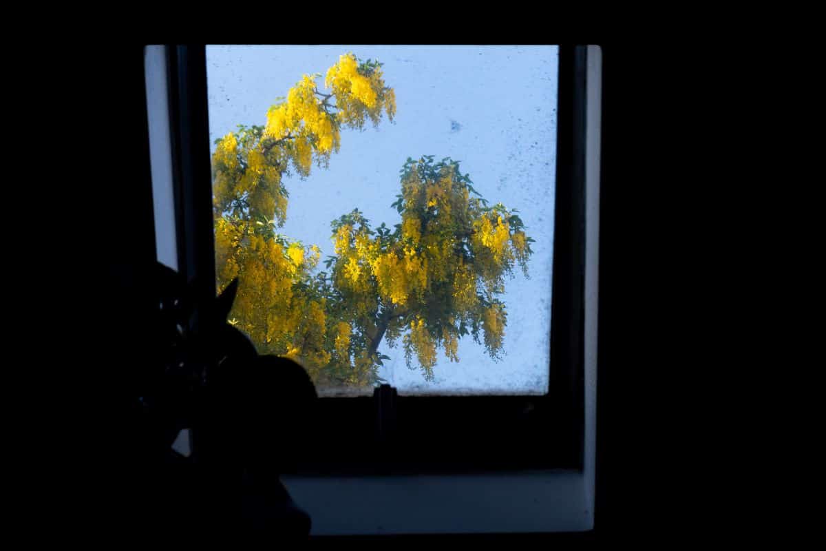 I thought it was a dirty skylight in the view. Oak tree with pollen.