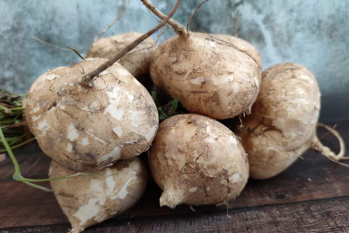 Jicama. Jicama is a starchy root vegetable similar to a potato or turnip