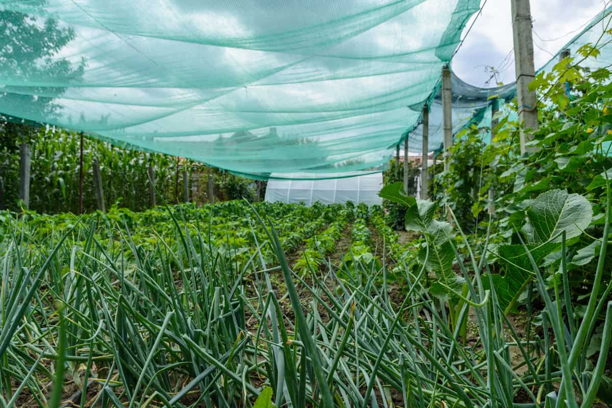Low angle shot of green food plants under a green shading net in a garden.