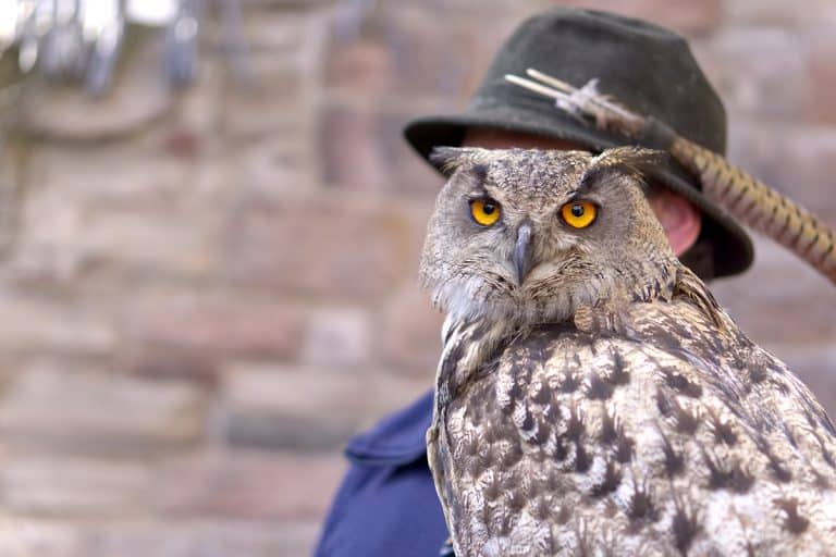 Man with a hat holding a Eurasian eagle owl, Hoo's Your Buddy? The Heartwarming Story Of A Man And His Owl Pals