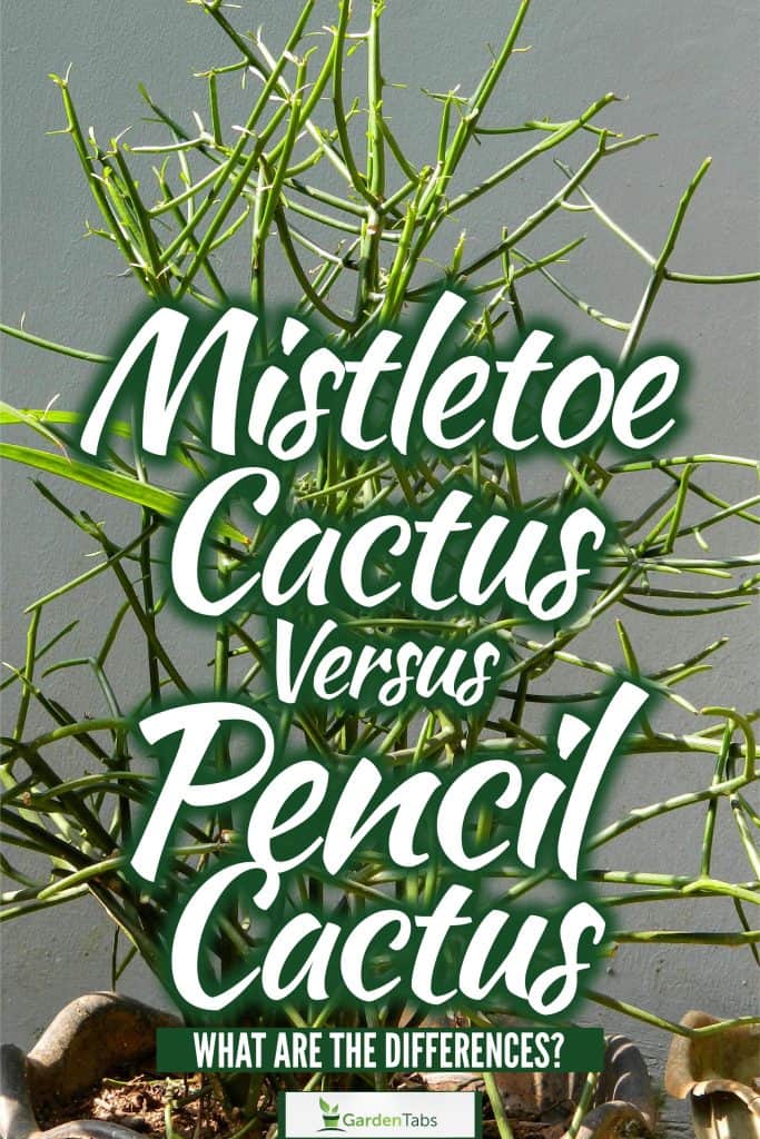 Mistletoe Cactus vs Pencil Cactus: What Are The Differences?
