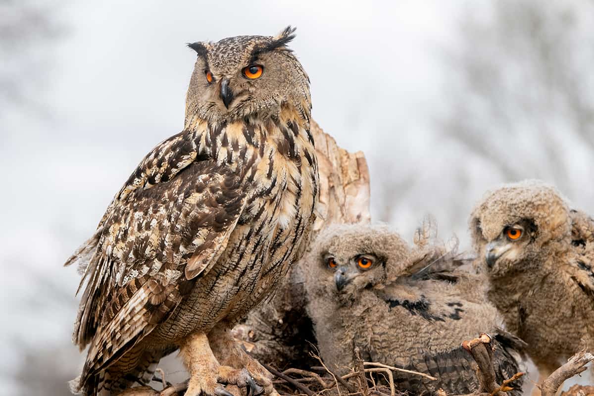 Mother and juvenile European eagle owl in the nest
