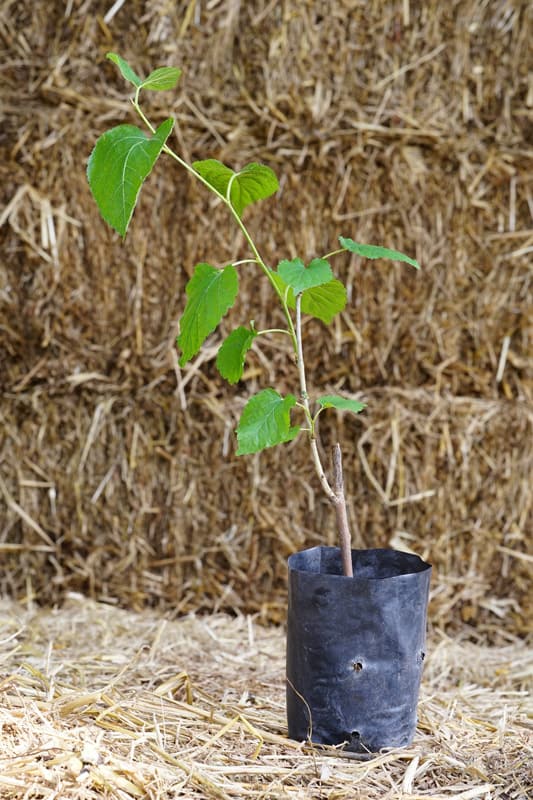 Mulberry planted in nursery bags.
