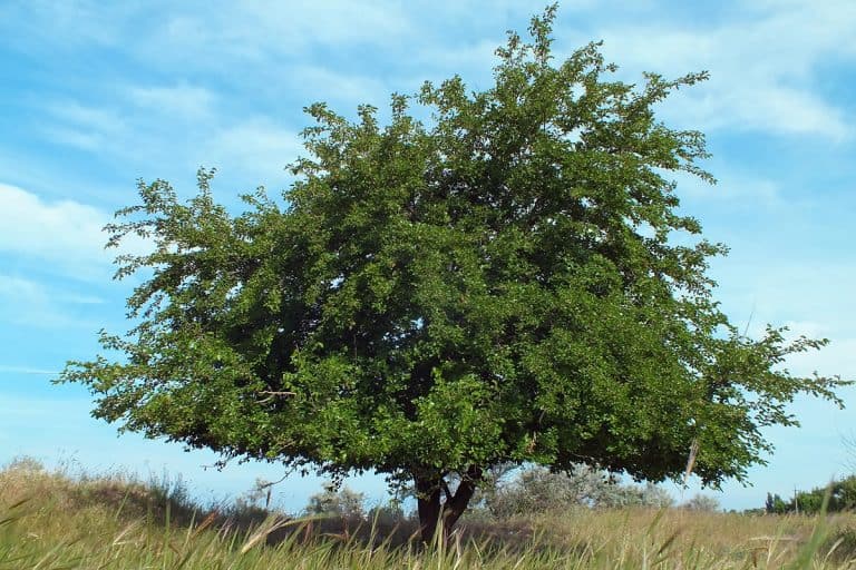 Mulberry tree in steppe, Are Mulberry Trees Invasive?