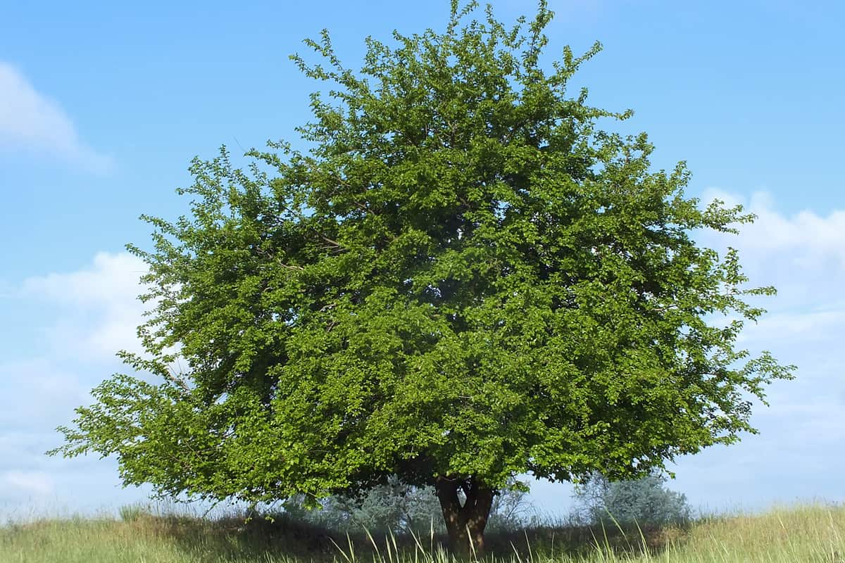 Mulberry tree in steppe 