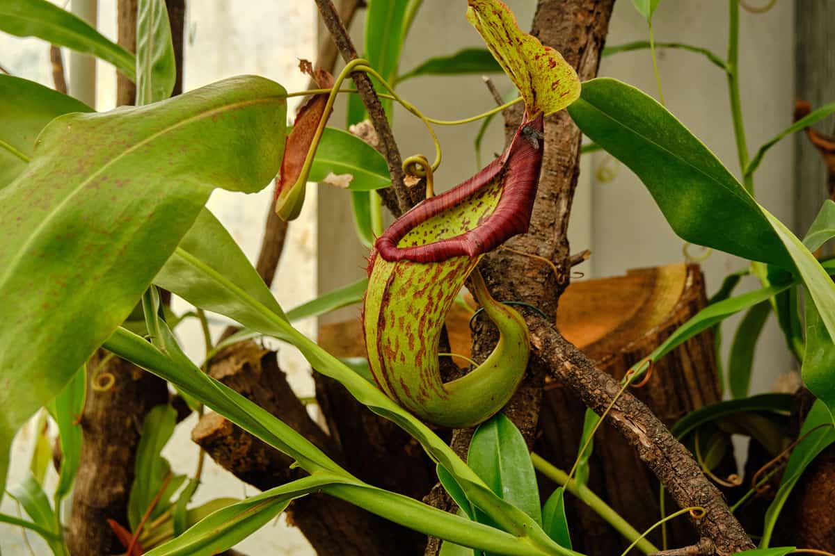 Nepenthes is a carnivorous plant, also known as tropical pitcher plant, or monkey cups