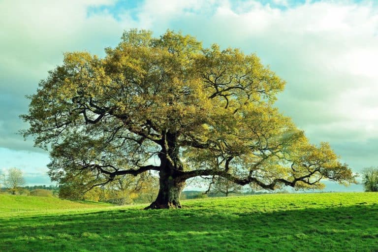 Old oak tree in an English meadow. - Are Oak Trees Self-Pollinating