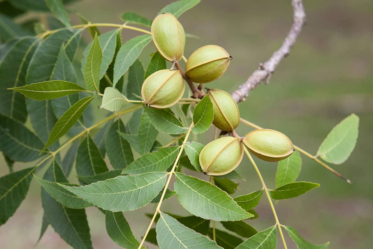 Organic Pecan nuts still in their pods growing on a tree