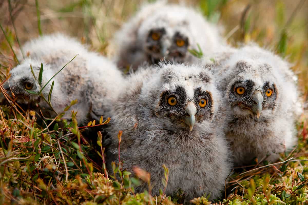 Owl chicks on the nest