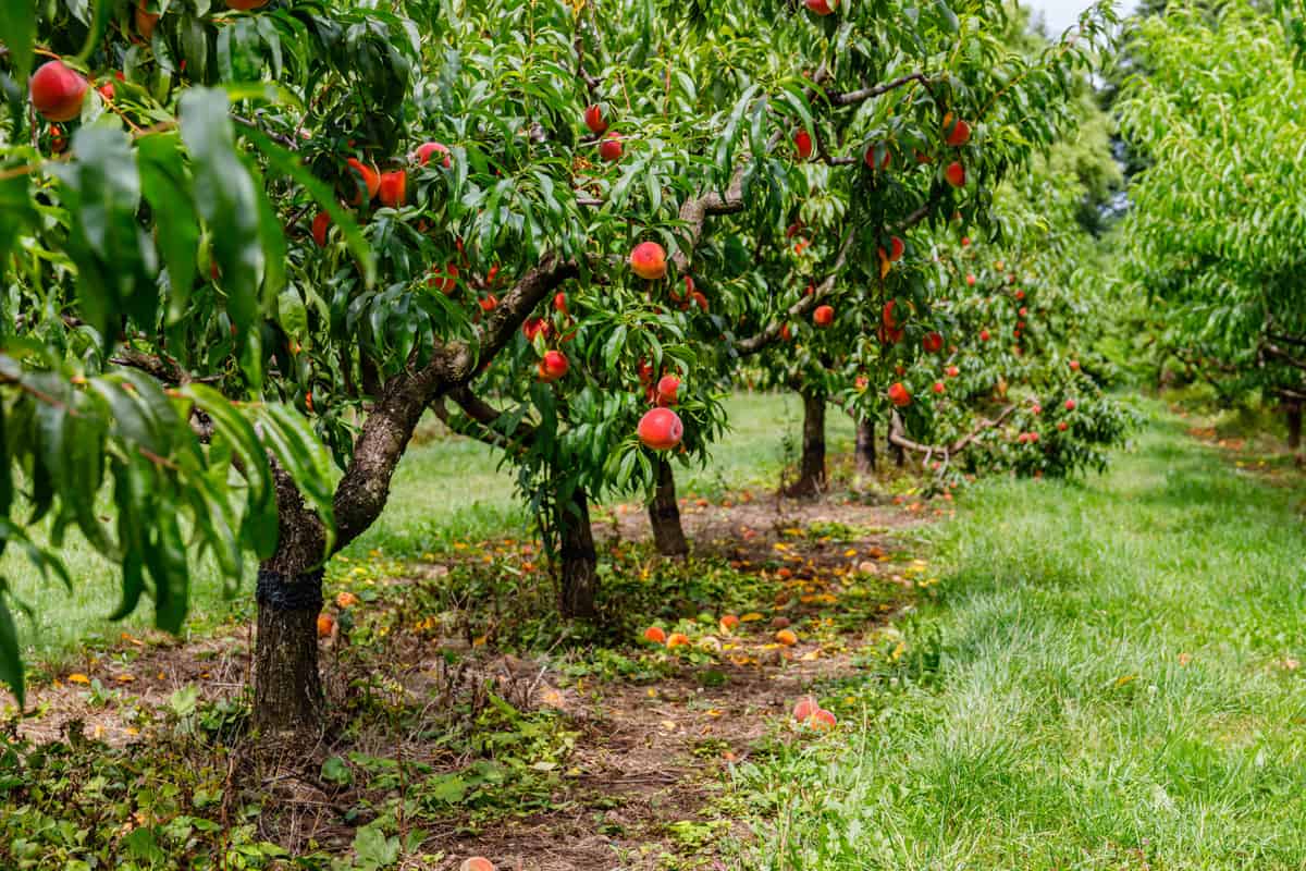 Peach orchard with red peaches. Colorful ripe fruits on tree ready to harvesting