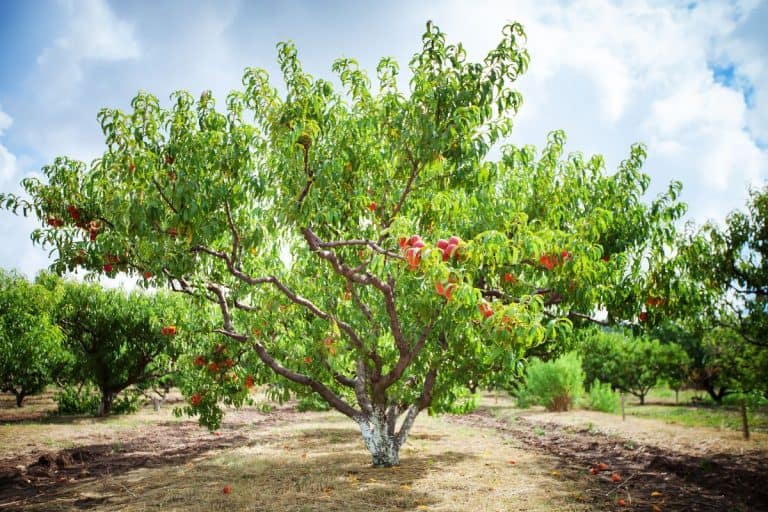 Peach tree with fruits growing in the garden. Peach orchard. - How Long Do Peach Trees Live?