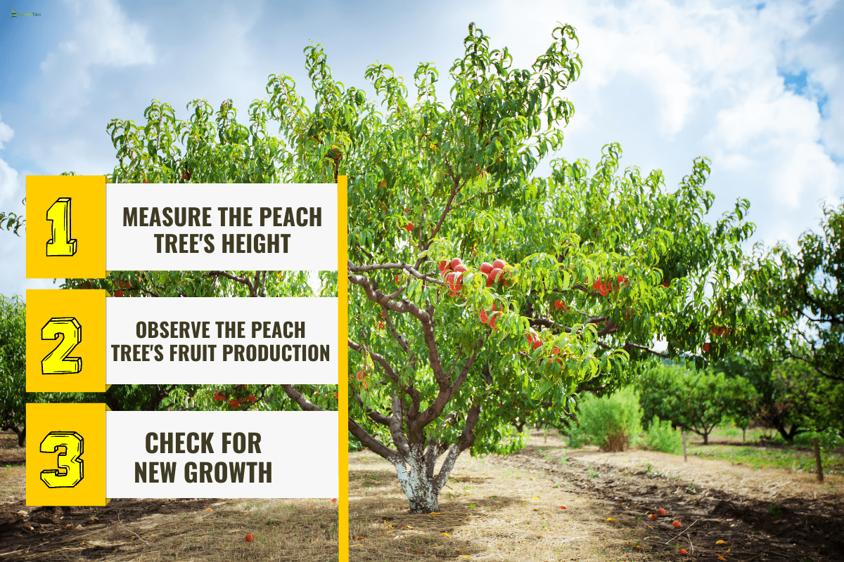 Peach tree with fruits growing in the garden. Peach orchard. - How Long Do Peach Trees Live?