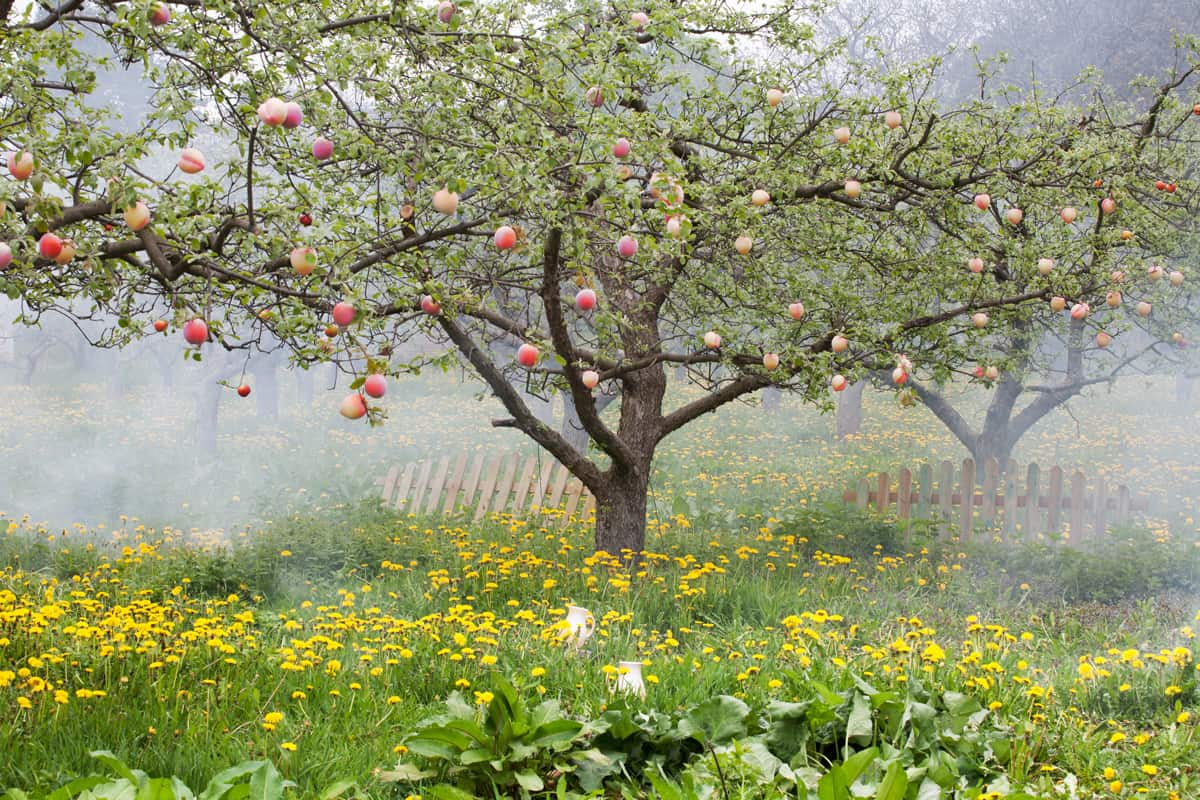Peaches trees landscape, with yellow dandelions and white jars