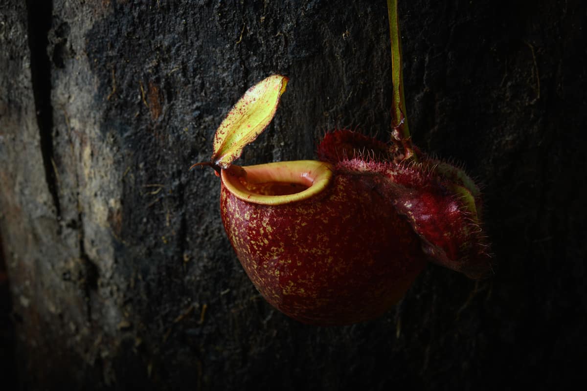 Pitcher of nepenthes carnivor plant