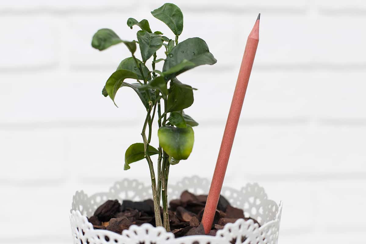 Potted plant with a pencil that grows with different types of agricultural crops