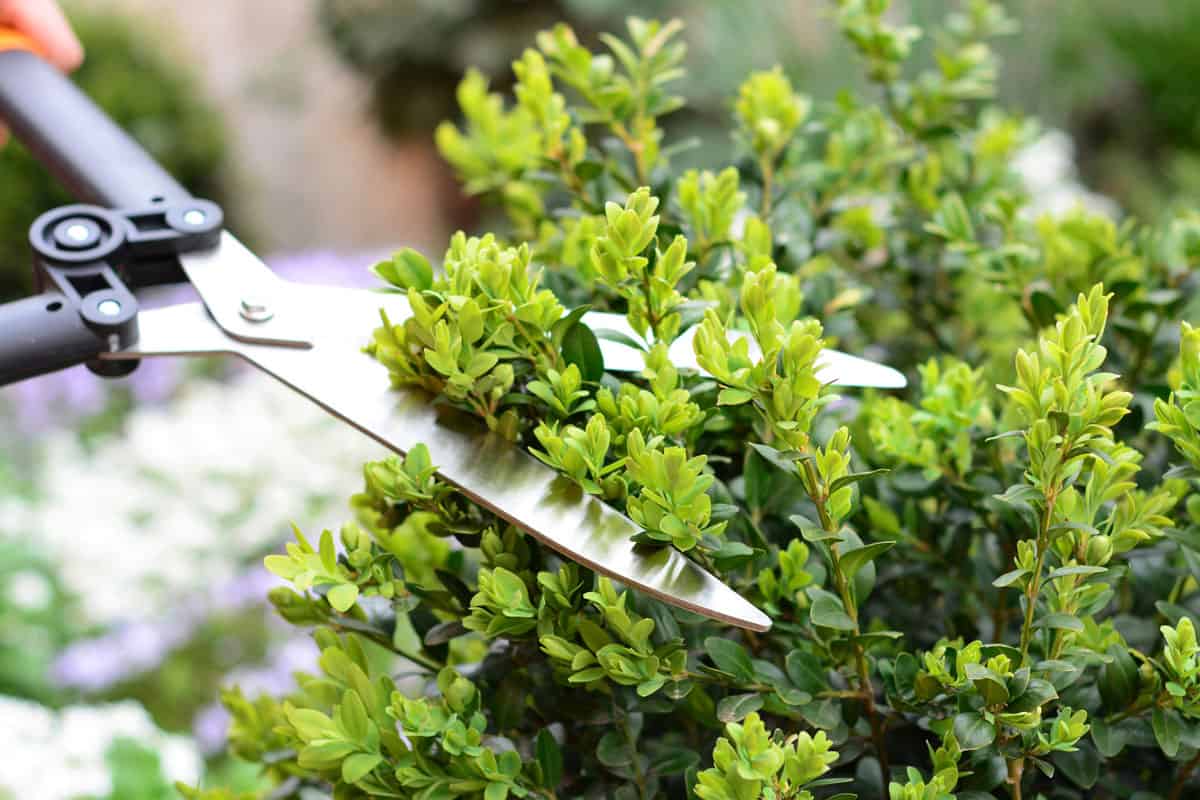 Pruning, trimming buxus, boxwood shrubs with hedge shears. Cutting off buxus branches in the garden in spring. 
