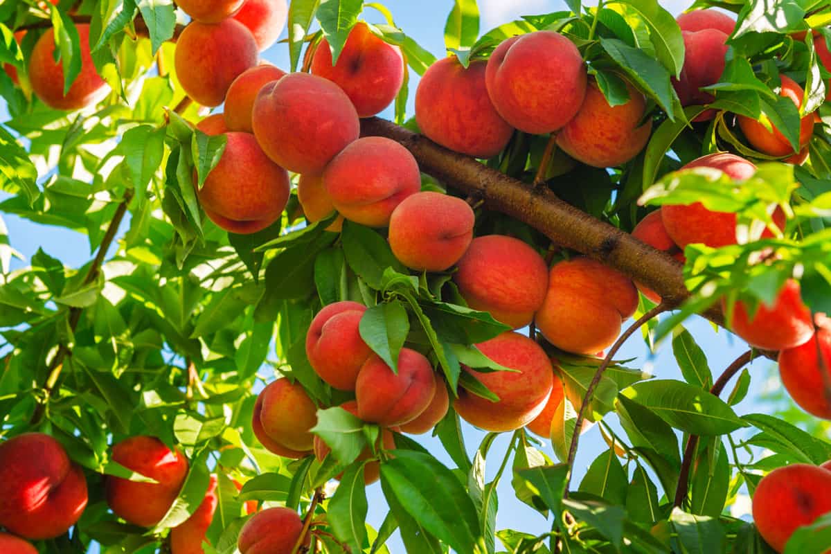 Red peaches ready for harvest from the tree