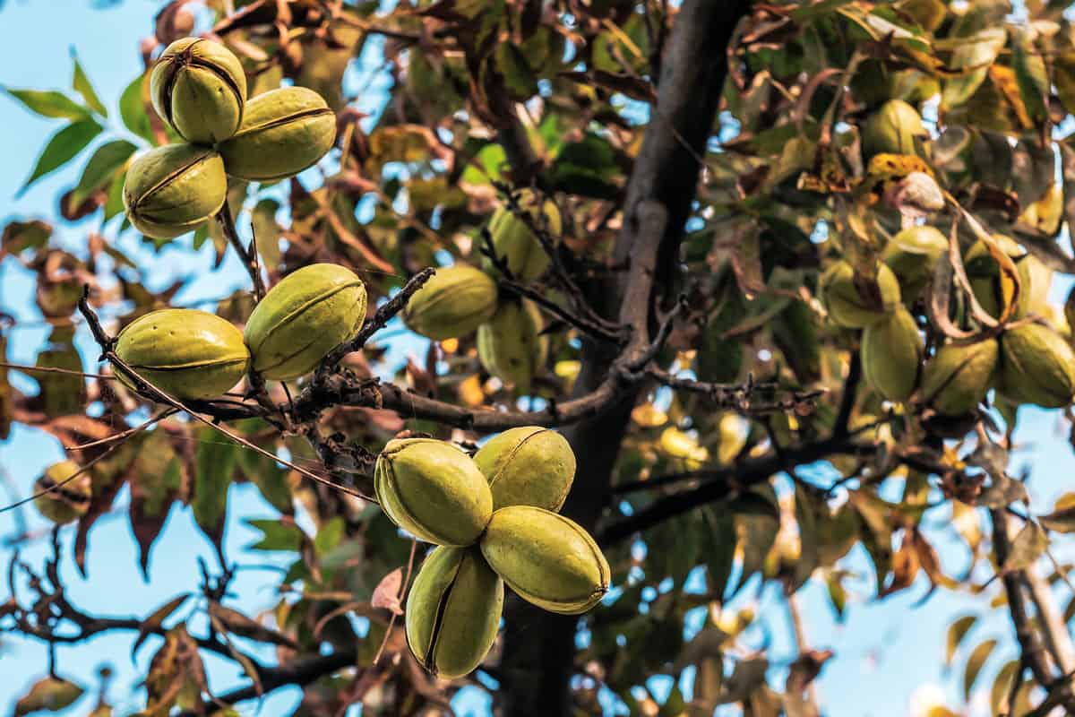 Ripe pecans nut on the tree