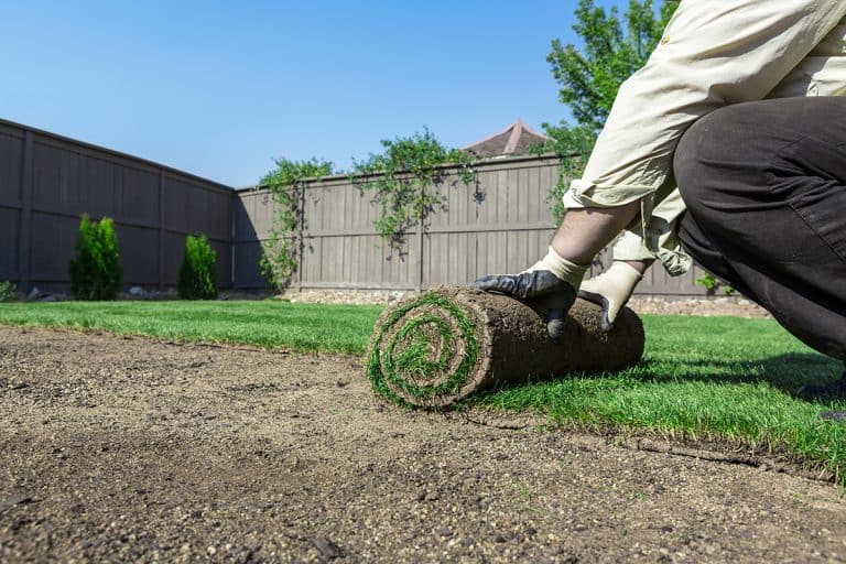 Rolled sod for new lawn, Should You Winterize New Sod?