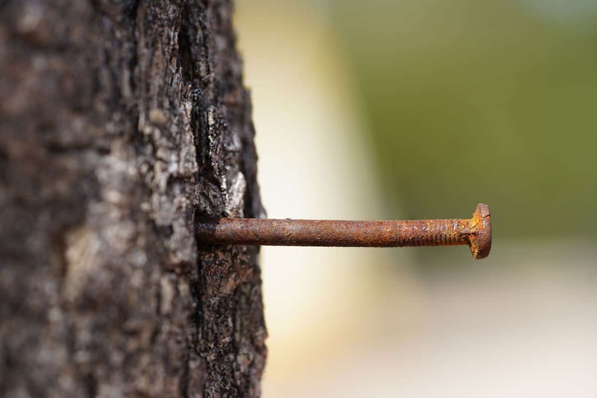 Rusty nail hammered into a living tree. 