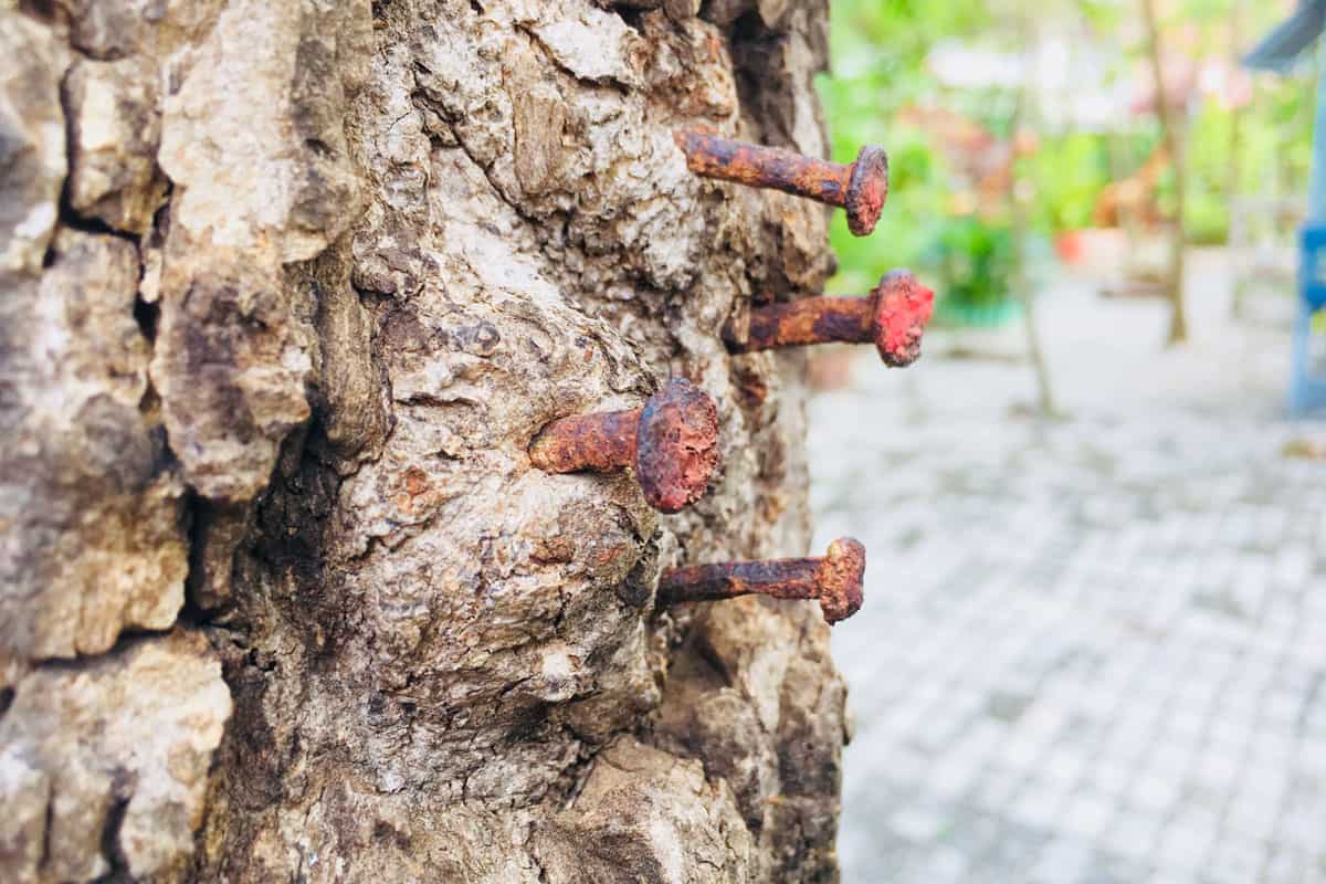 Rusty nails stuck in tree 