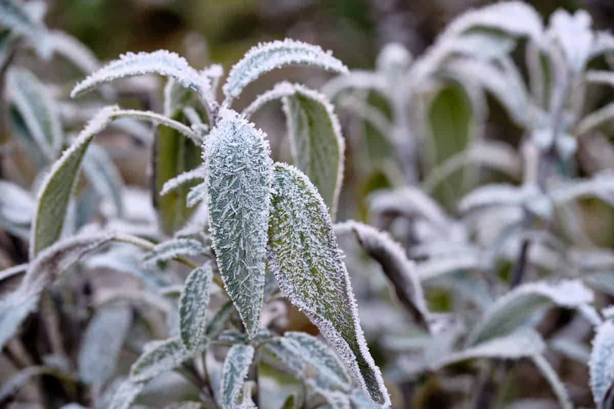 Sage plant standing in the garden outside in winter on a cold morning with the leaves covered with rime.