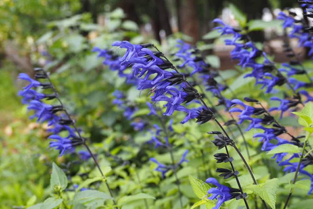 Salvia guaranitica (anise-scented sage or hummingbird sage) blooming in summer garden