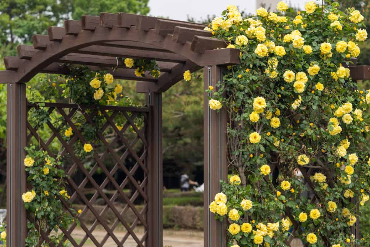 Rose gate with yellow roses growing on it