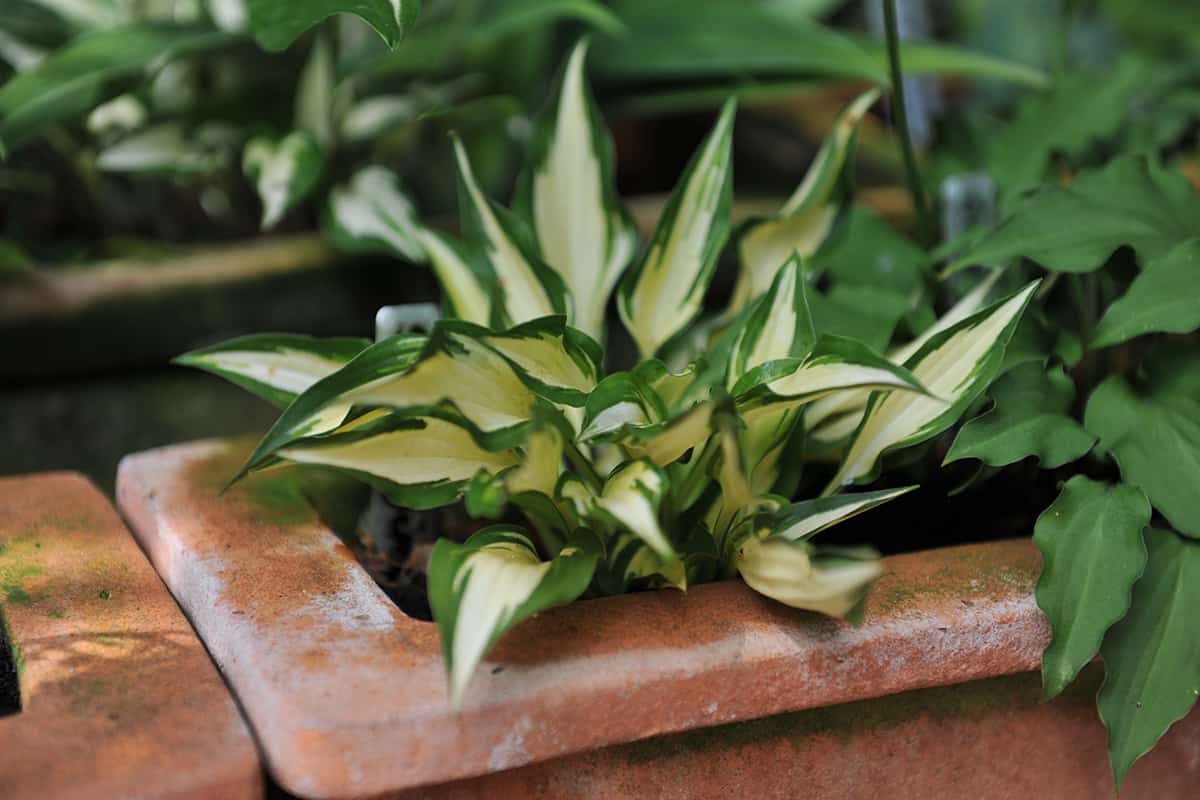 Small hosta grows in terra cotta pot in a garden