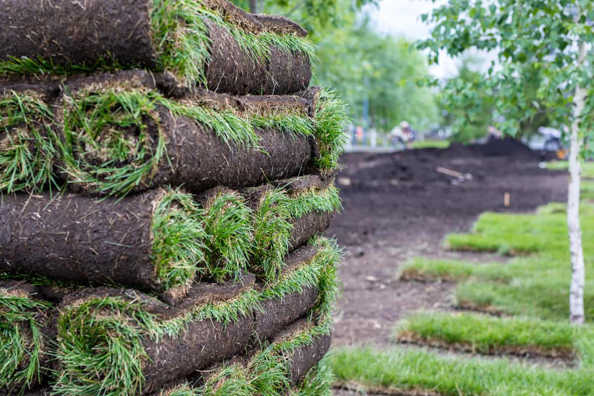 Stack of turf grass for lawn.