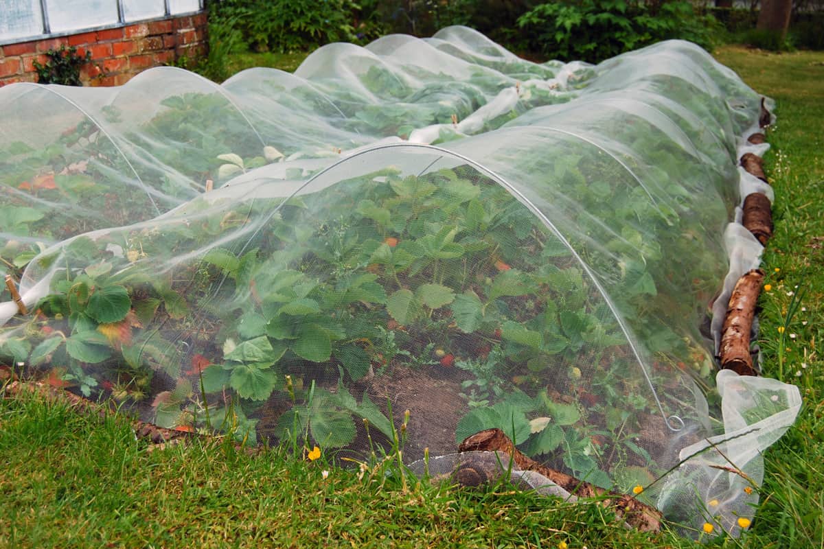 Strawberry plants growing under nets for protection