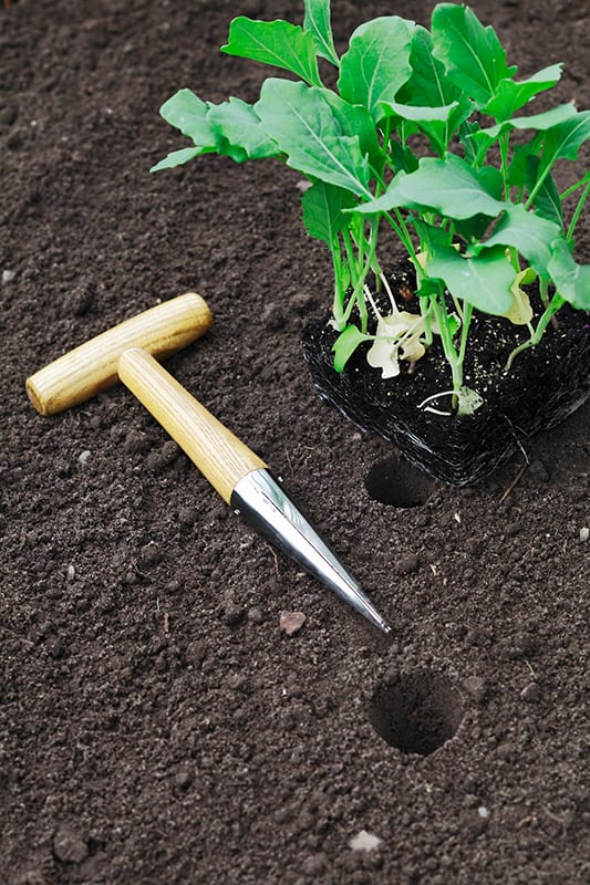 Transplanting seedlings into the garden with a smooth tapered auger for making neat holes in the soil