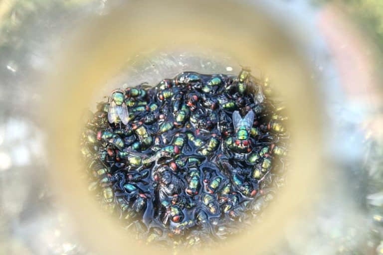 Trapped fly in bottle. Trap for wasps and hornets in a fruit orchard. The traditional ecological trap for flies of hangs on a tree. - The Fly Trap Mistake: One TikTok Gardener's Story Of Stinky Surprises