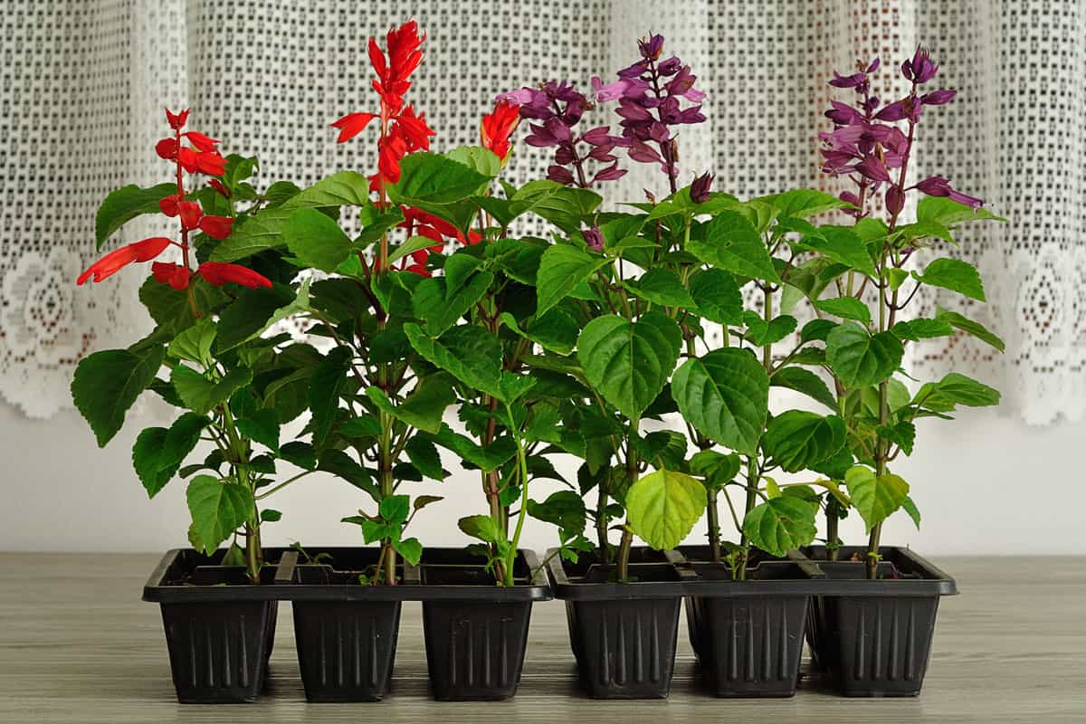 Trays of purple and red Salvia dwarf seedlings indoor