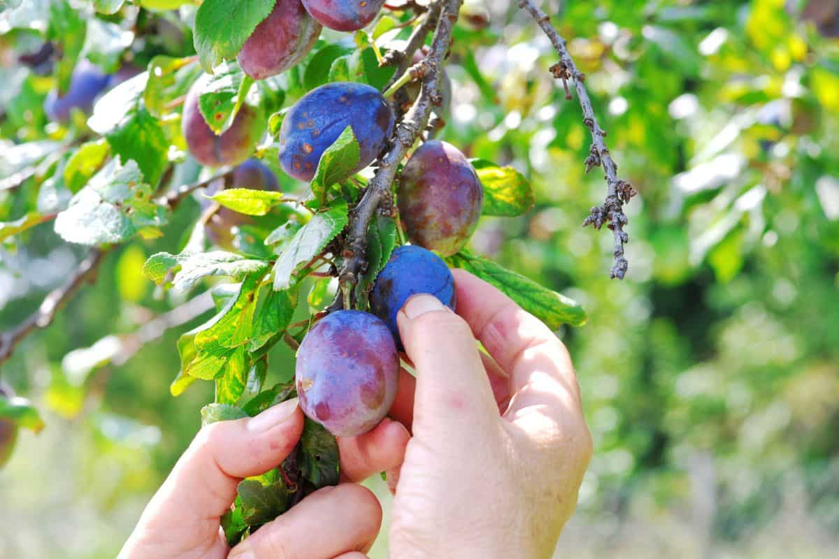 Tree full of blue plums in an orchard.Woman's hand picking blue plums in a orchard.Plum harvest. Farmers hands with freshly harvested plums.
