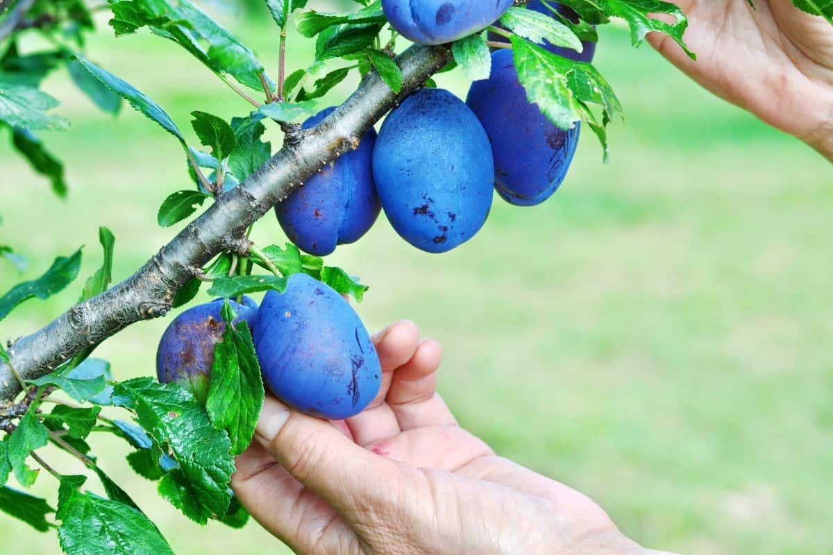 Tree full of blue plums in an orchard.Woman's hand picking blue plums in a orchard.Plum harvest. Farmers hands with freshly harvested plums.