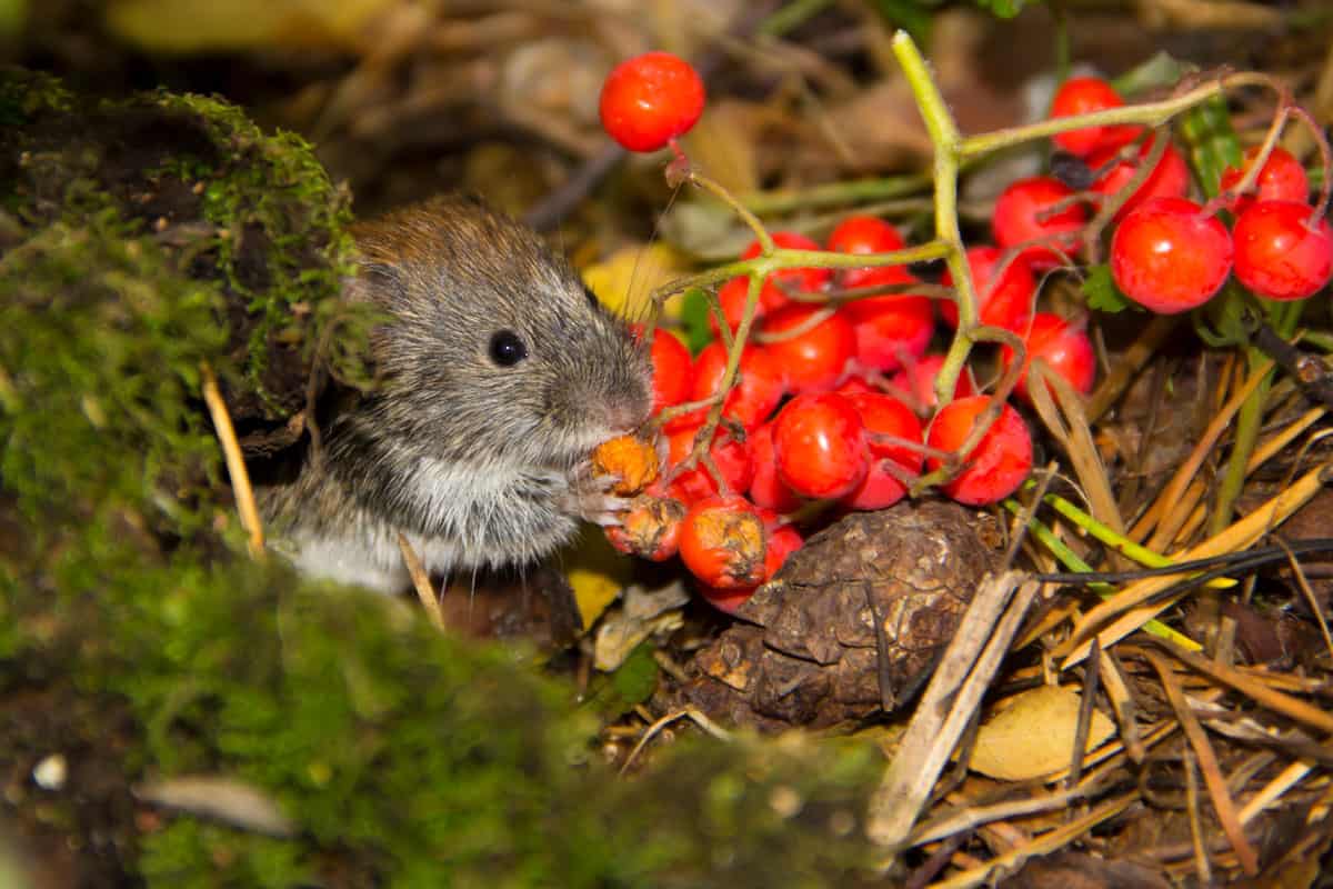 Up close photo of a vole eating cherry tomatoes