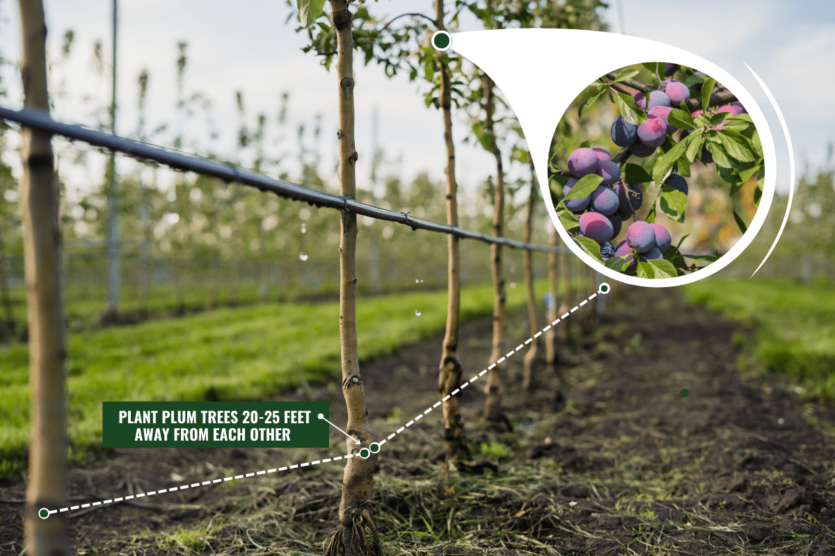 Using drip irrigation in a young apple tree garden. - How Big Does A Plum Tree Get?