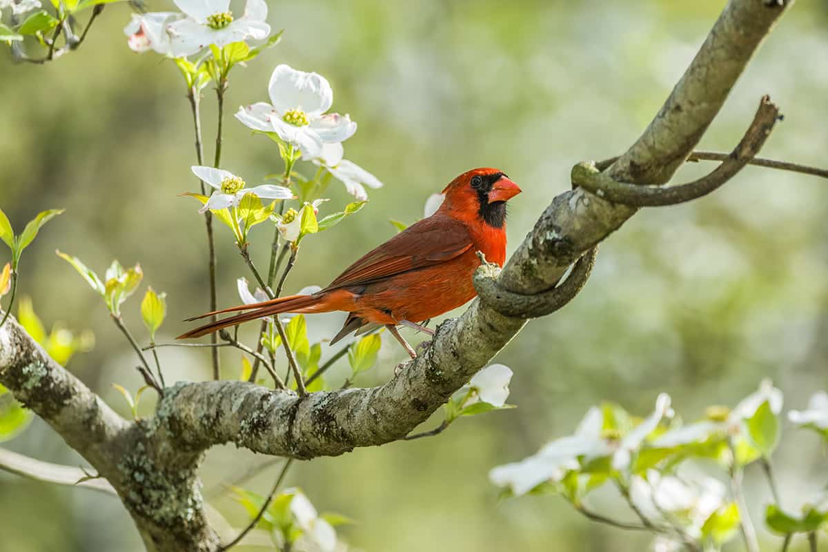 Vibrant red male cardinal bird perched high up on a flowering dogwood tree branch