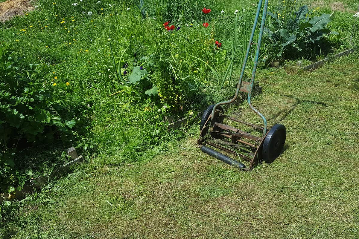 Vintage reel mower with freshly mown grass around a vegetable garden