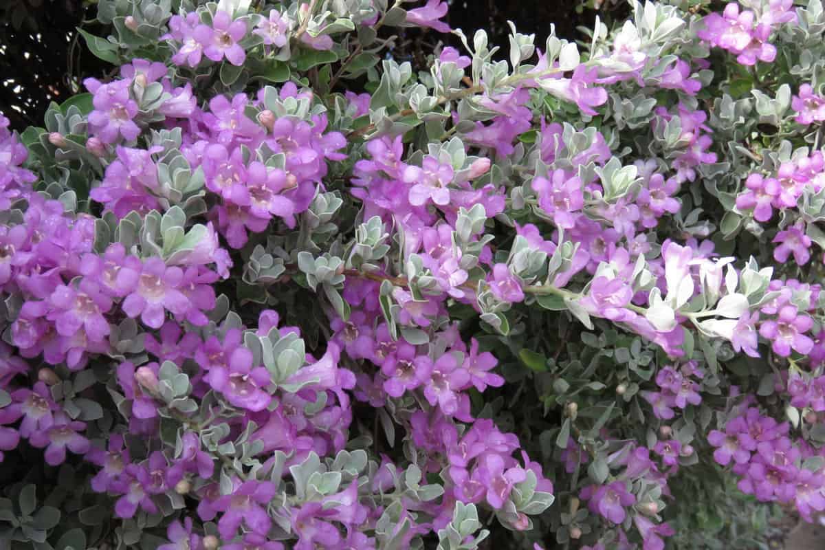 Violet-colored-texas-silver-sage-blooming-in-the-garden