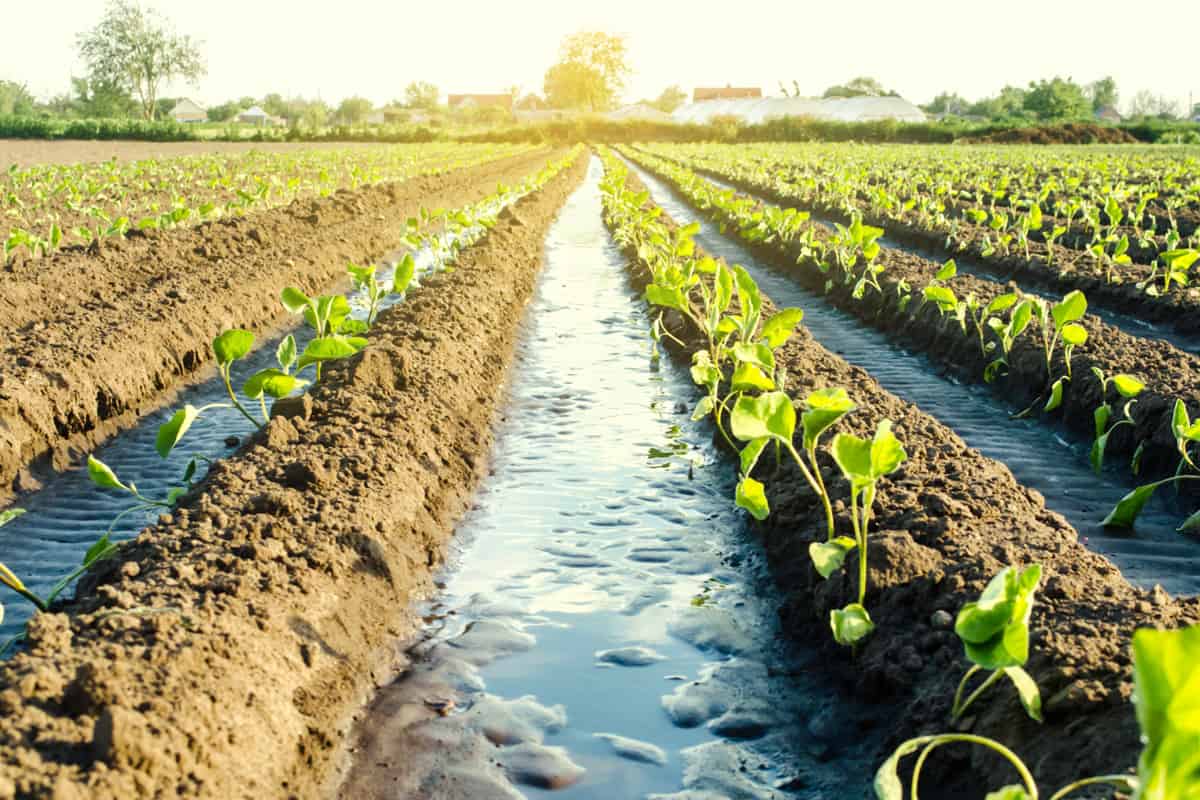 Water flows through irrigation canals on a farm eggplant plantation. 