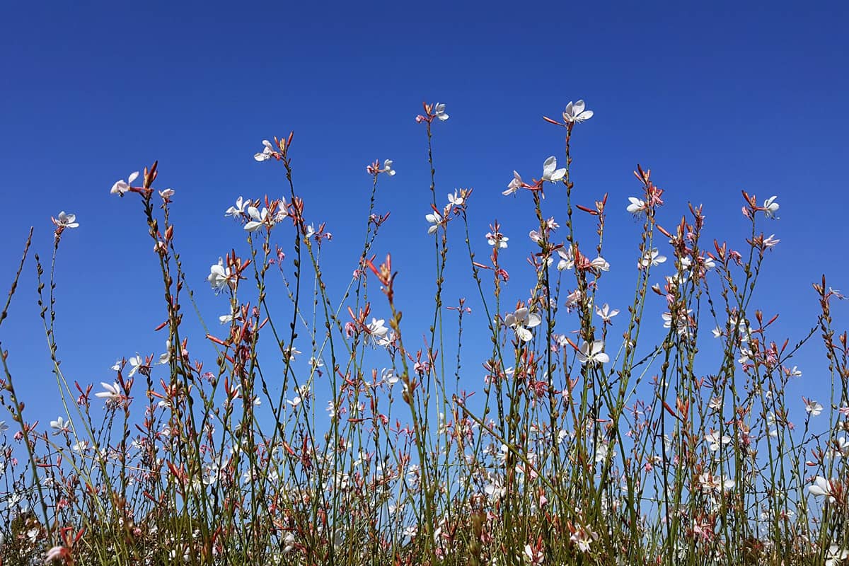 White gaura flowers in the blue sky, white blue background