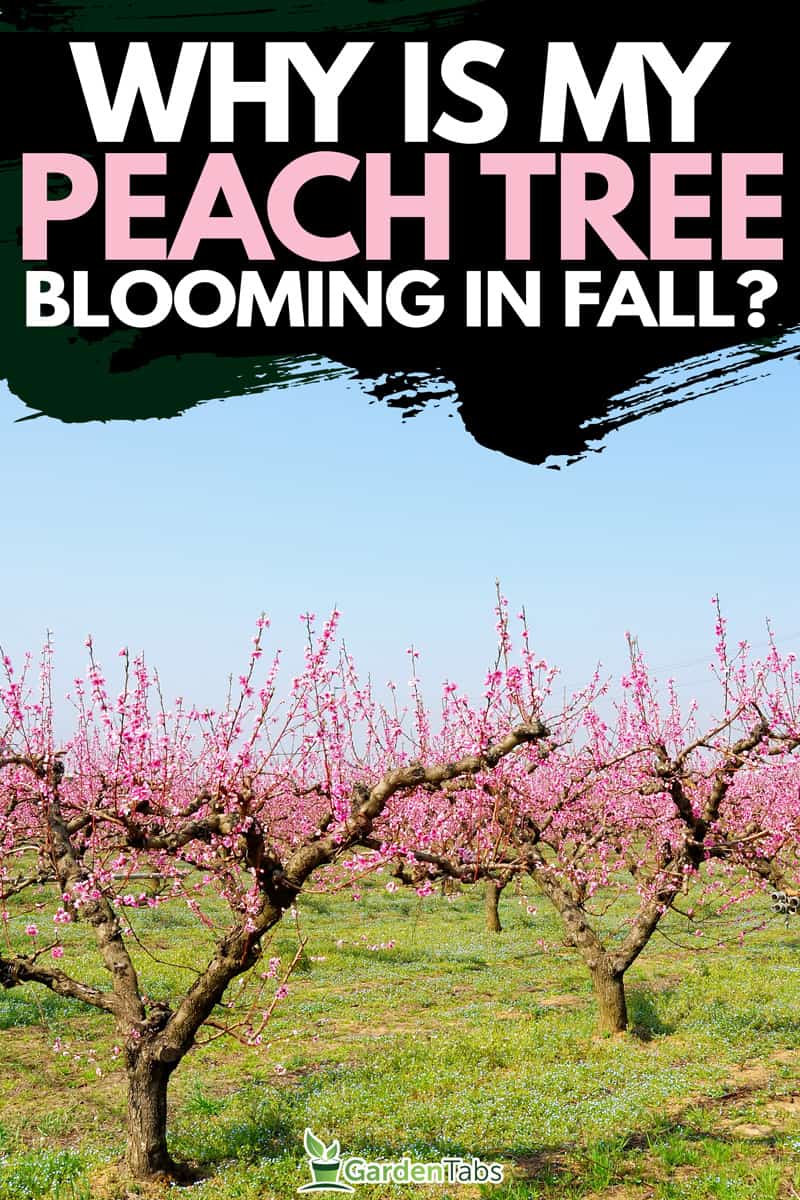 orchard of peach trees bloomed in spring, Why Is My Peach Tree Blooming In Fall?