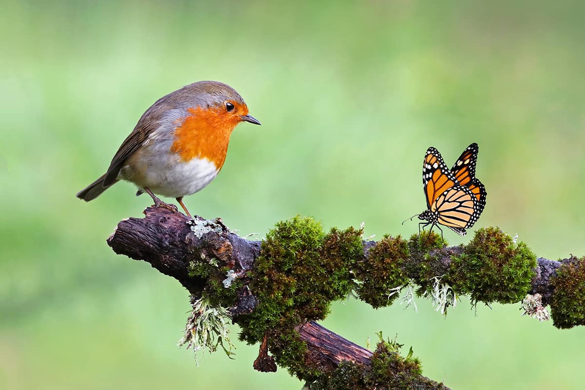 Wild robinwith and a monarch butterfly standing on a branch