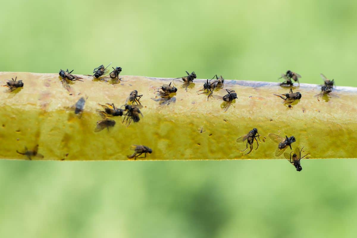 Yellow flypaper with flies stuck to it on a green blurred background.